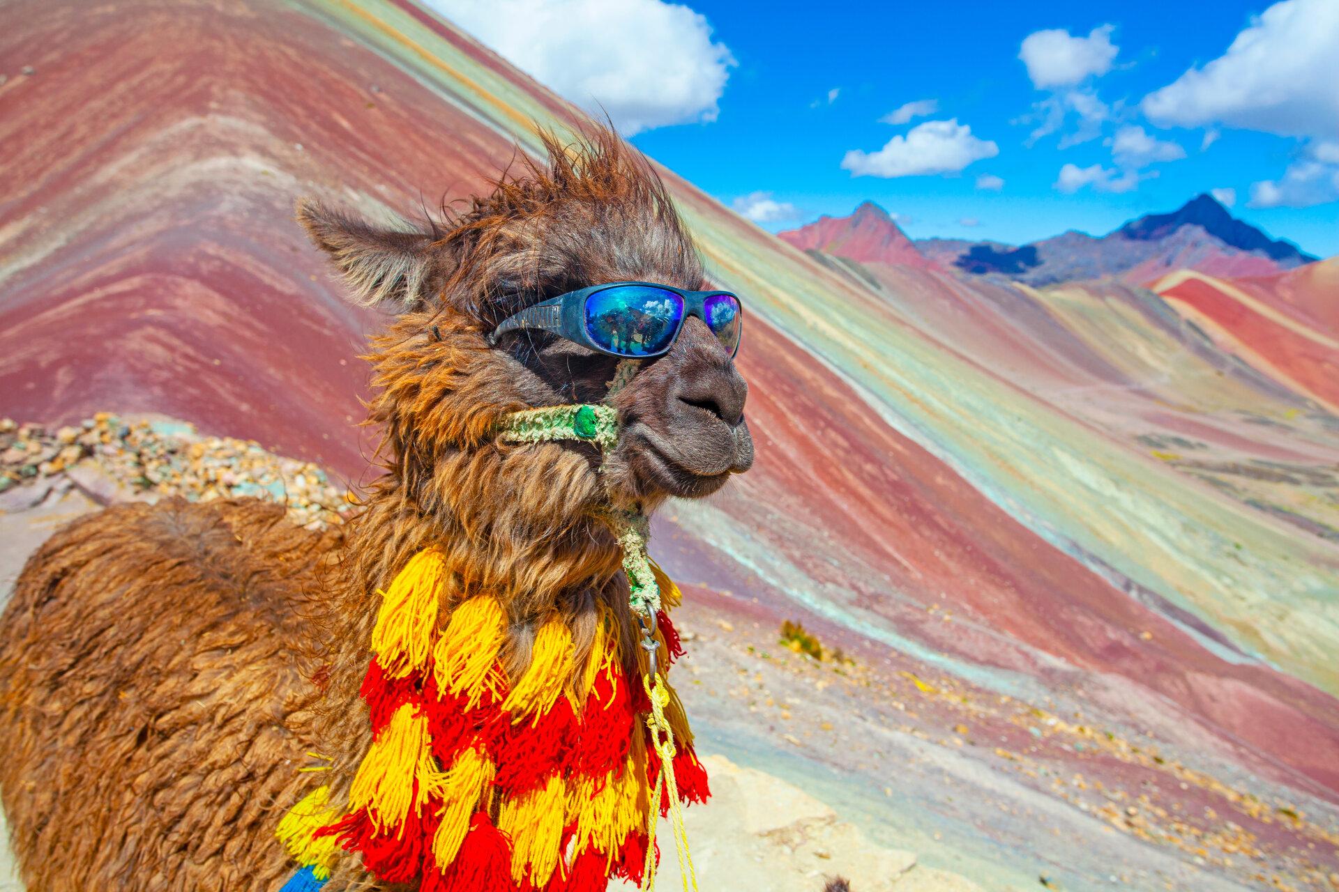 Alpaka mit Sonnenbrille in der Nähe des Berges Vinicunca, berühmtes Reiseziel in den Anden, Peru.