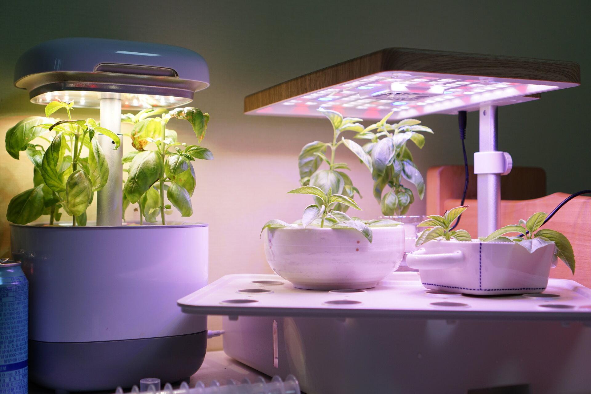 Basilikum-Hydrokultur mit LED Grow Lampen